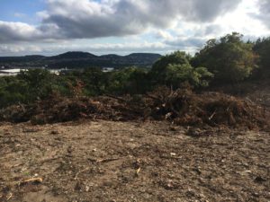 Lawyer for Cut Trees