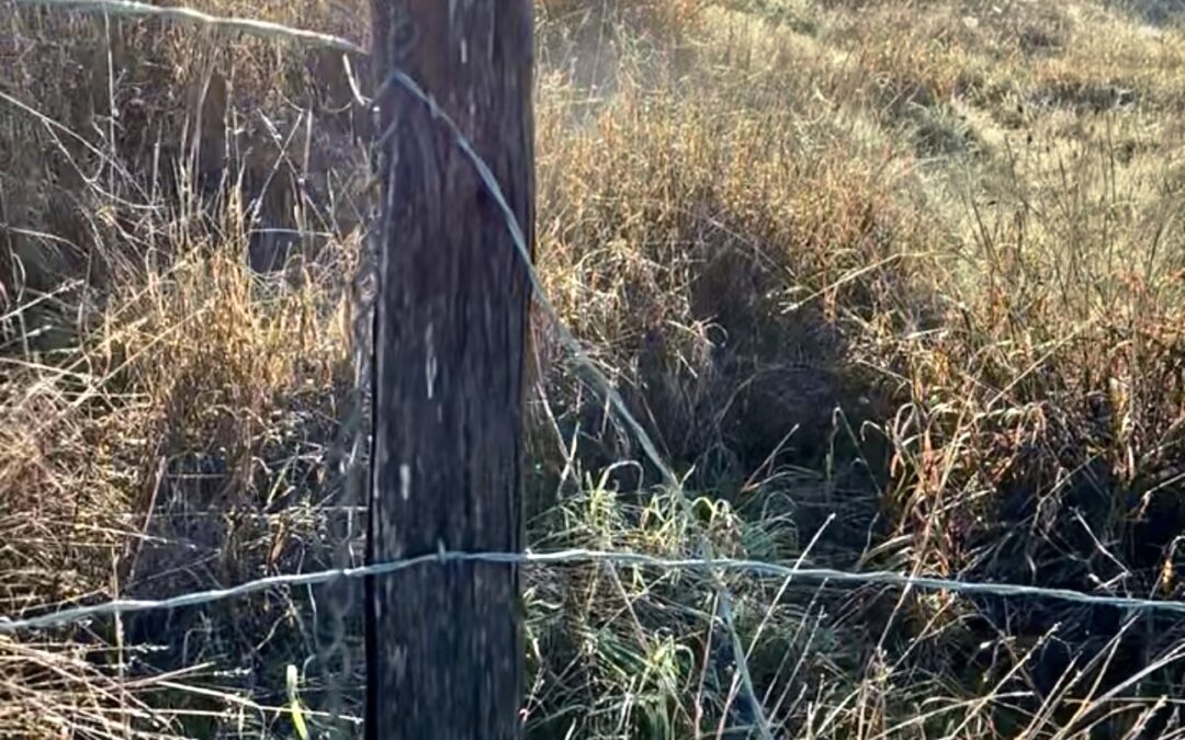 What is a “Casual Fence” in Texas?